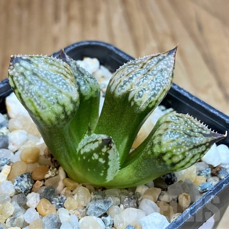SH16611 Haworthia ‘Princess Kazunomiya Mutant’