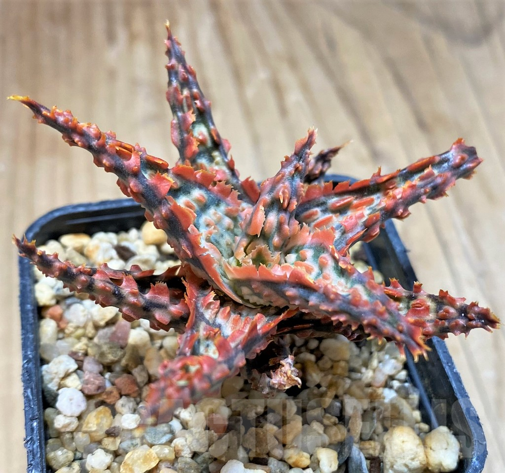 SH16555 Aloe TCT hybrid - Image 2