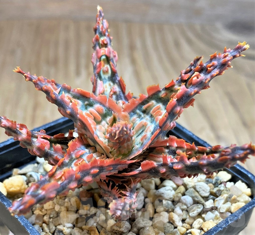 SH16555 Aloe TCT hybrid