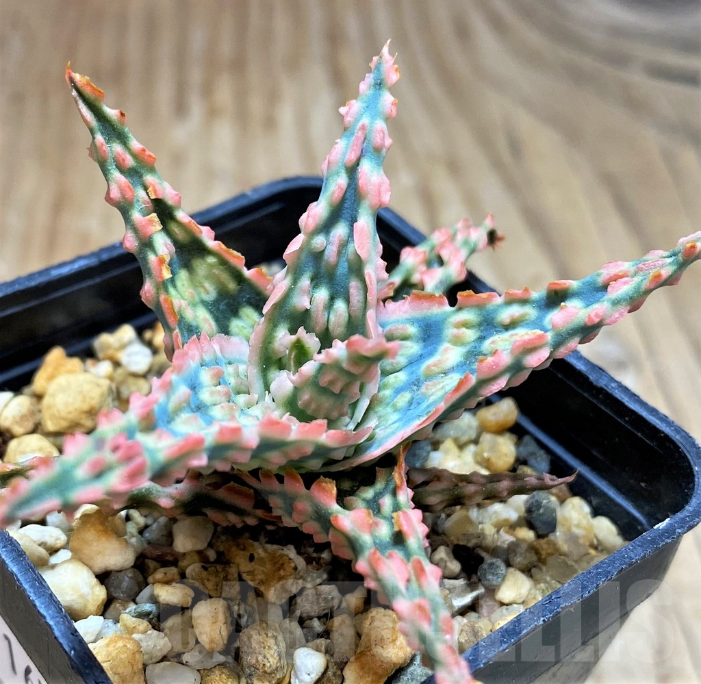 SH16556 Aloe TCT hybrid - Image 2