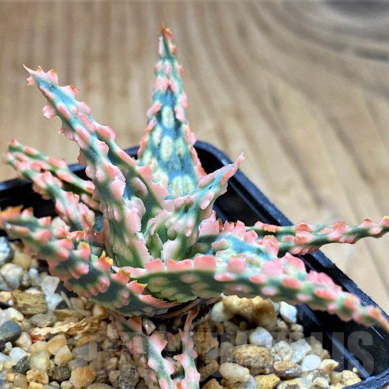 SH16556 Aloe TCT hybrid