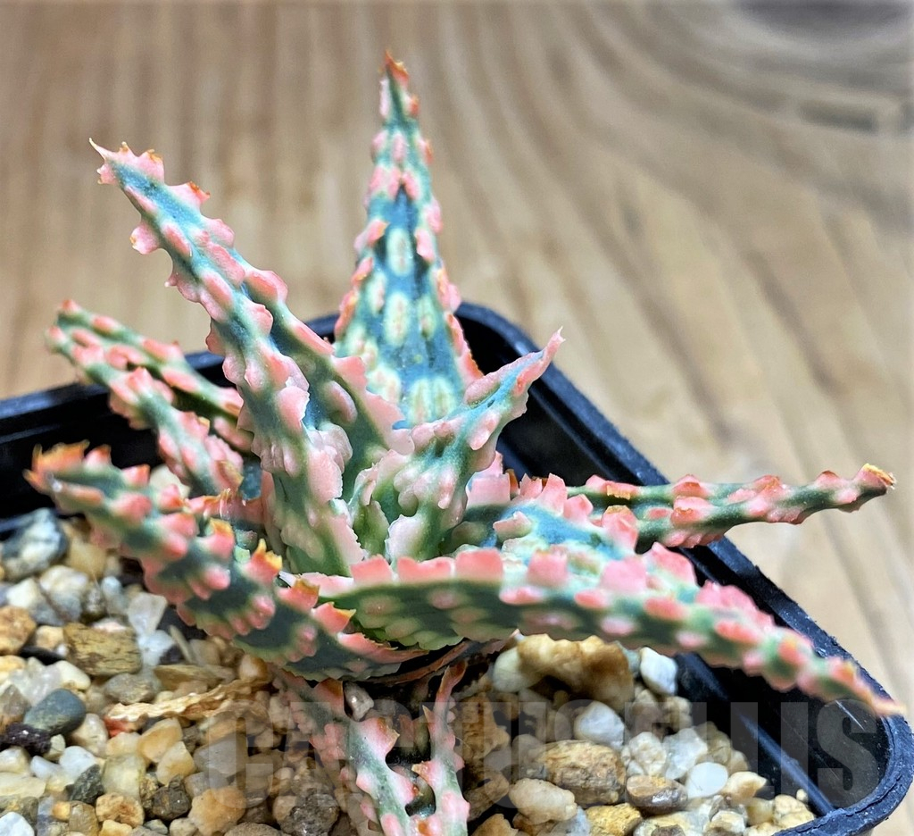 SH16556 Aloe TCT hybrid