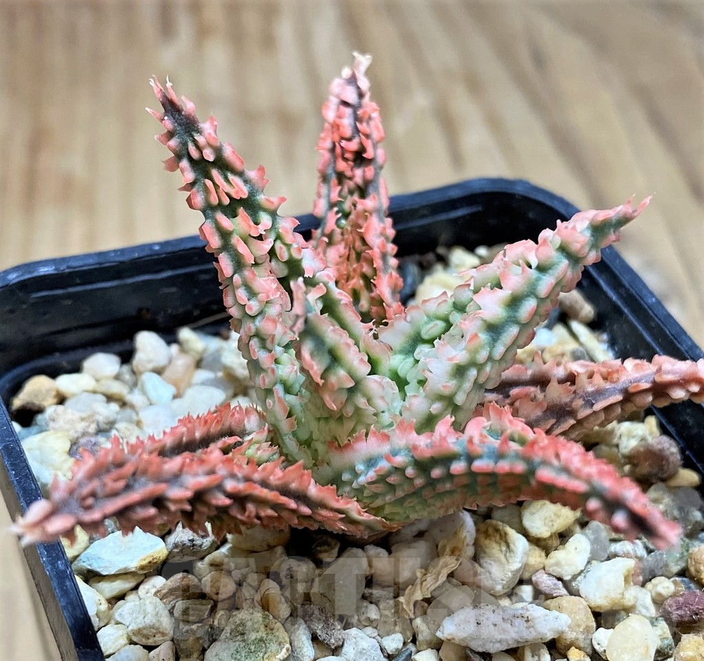 SH16557 Aloe TCT hybrid