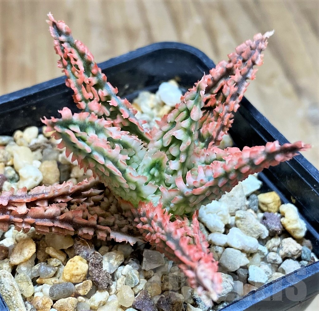 SH16557 Aloe TCT hybrid - immagine 2