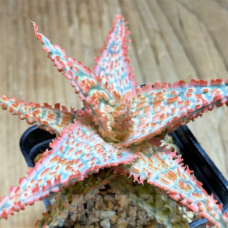 SH16559 Aloe TCT hybrid