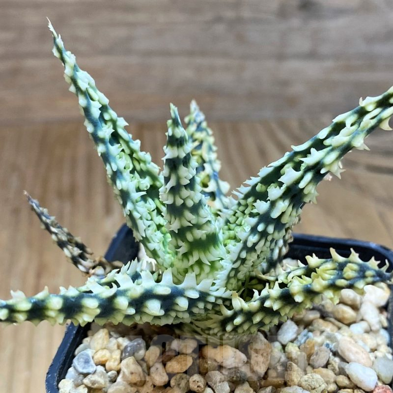 SH16562 Aloe TCT hybrid