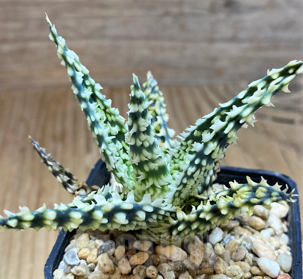 SH16562 Aloe TCT hybrid