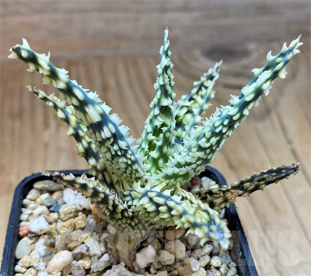 SH16562 Aloe TCT hybrid - Image 2
