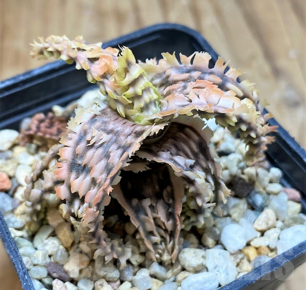 SH16563 Aloe TCT hybrid