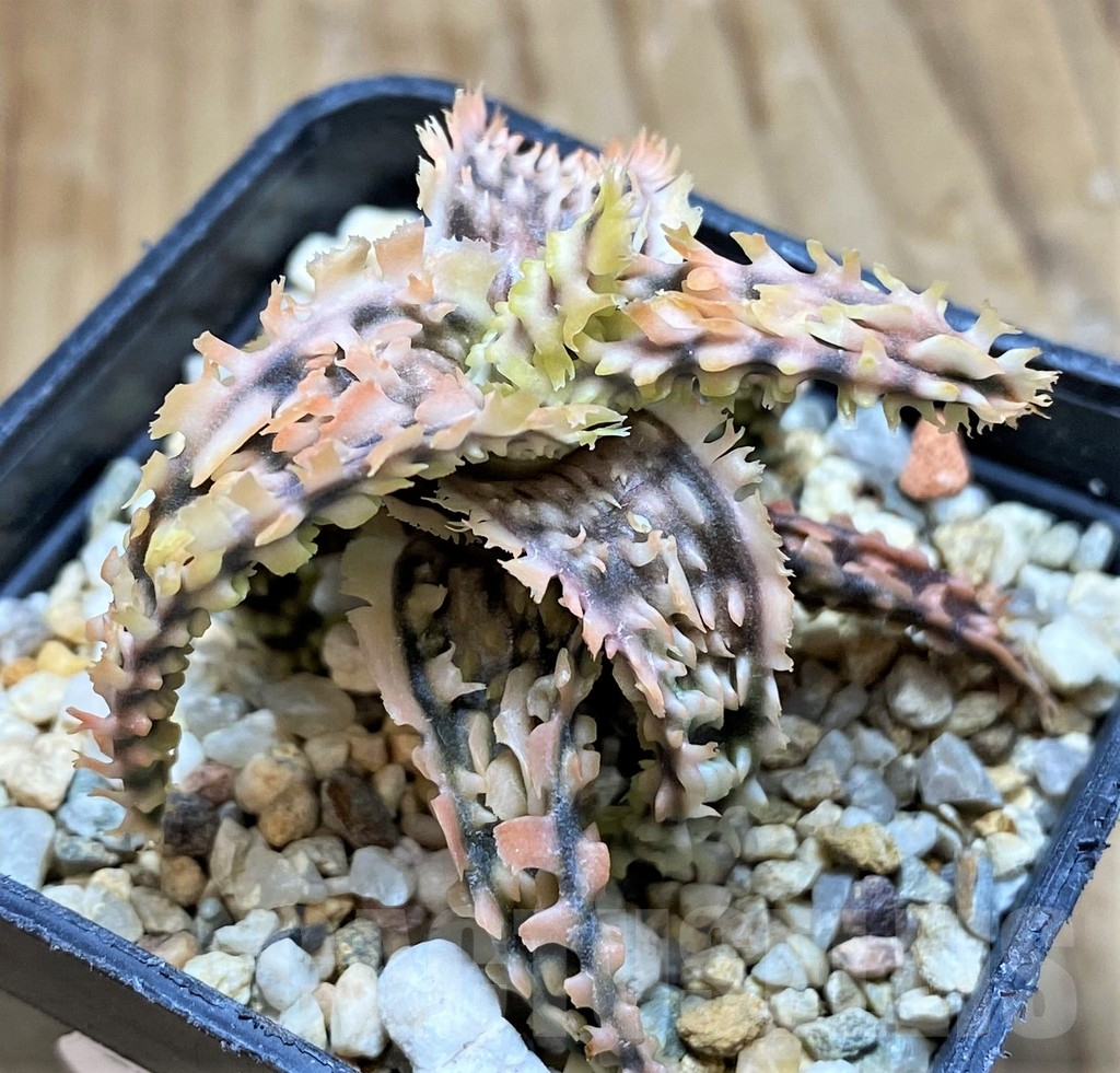 SH16563 Aloe TCT hybrid - Image 2