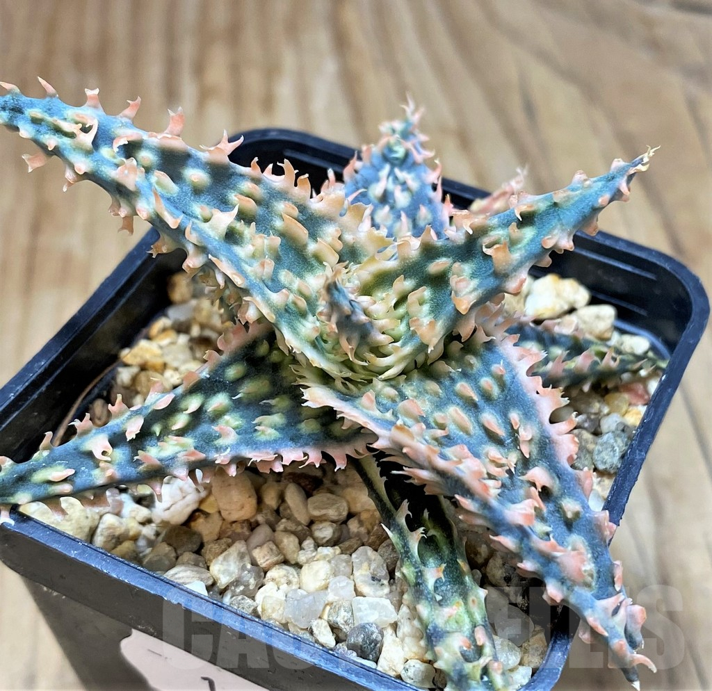 SH16564 Aloe TCT hybrid - Зображення 2