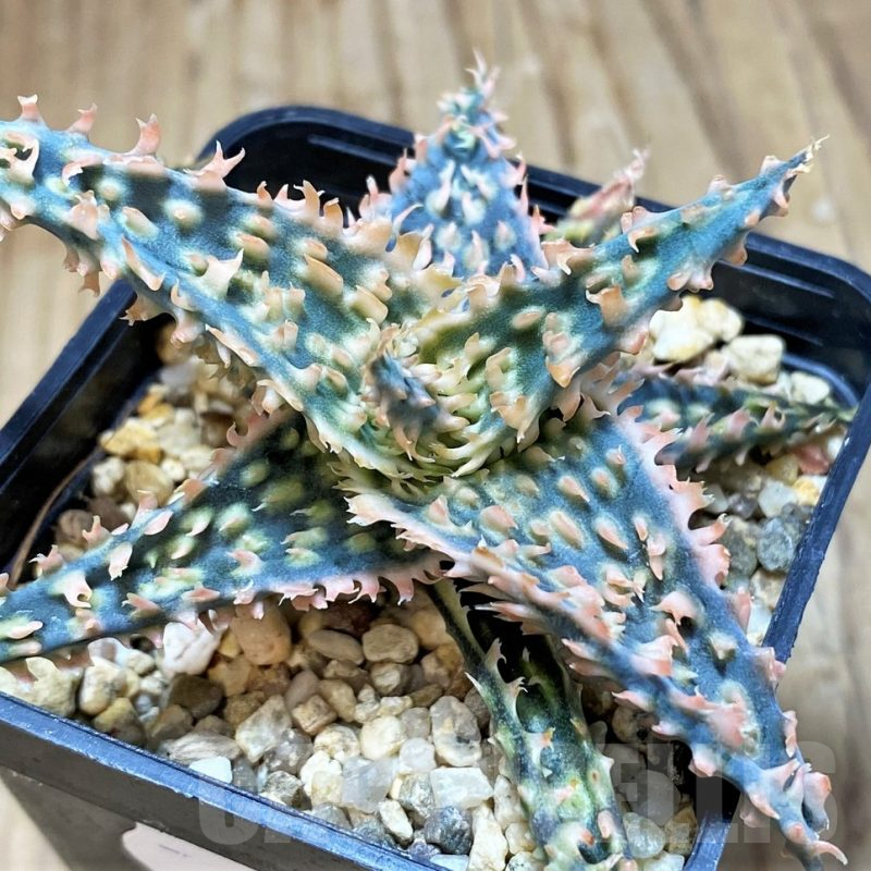 SH16564 Aloe TCT hybrid