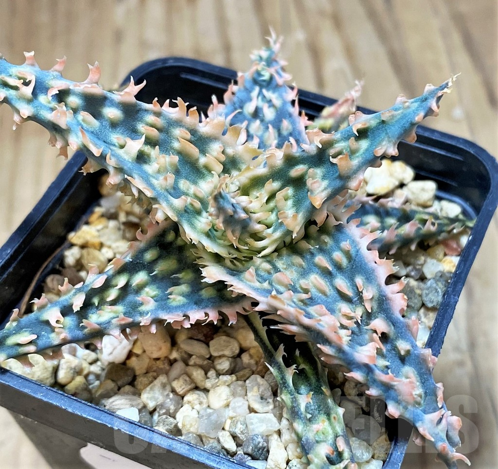 SH16564 Aloe TCT hybrid