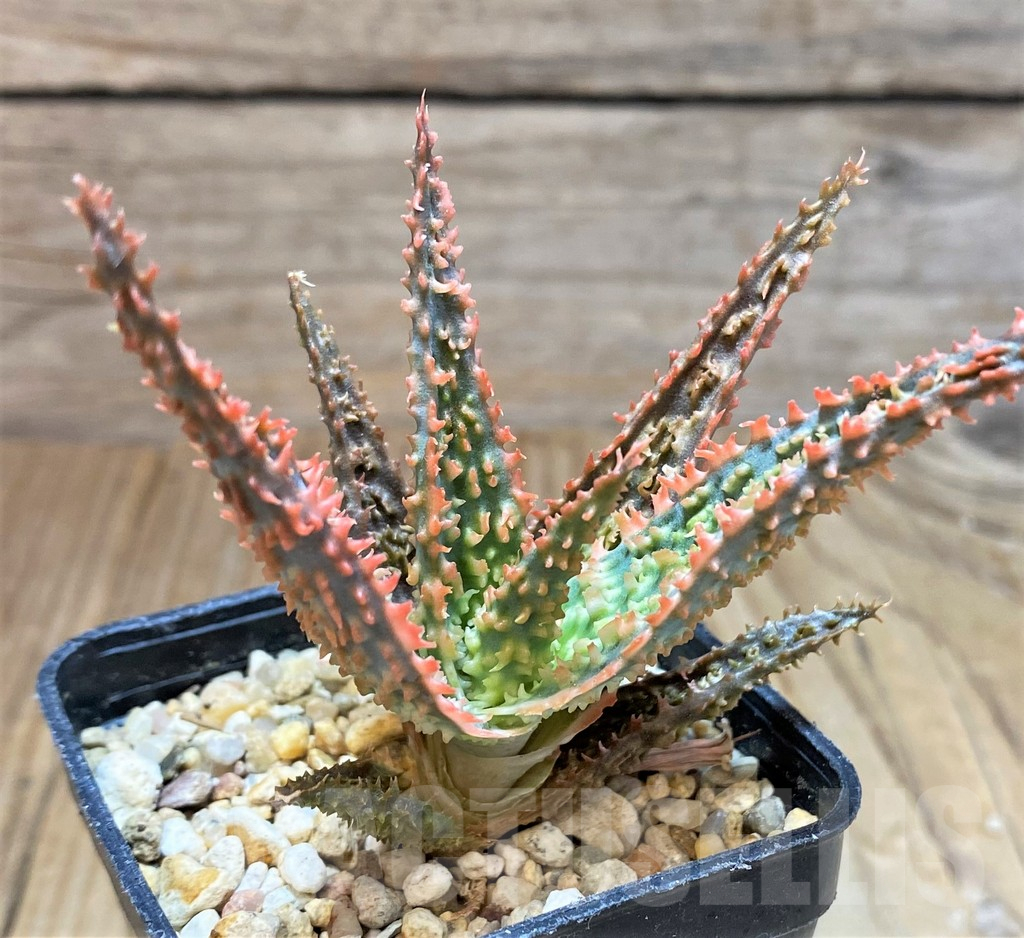 SH16566 Aloe TCT hybrid - Зображення 2