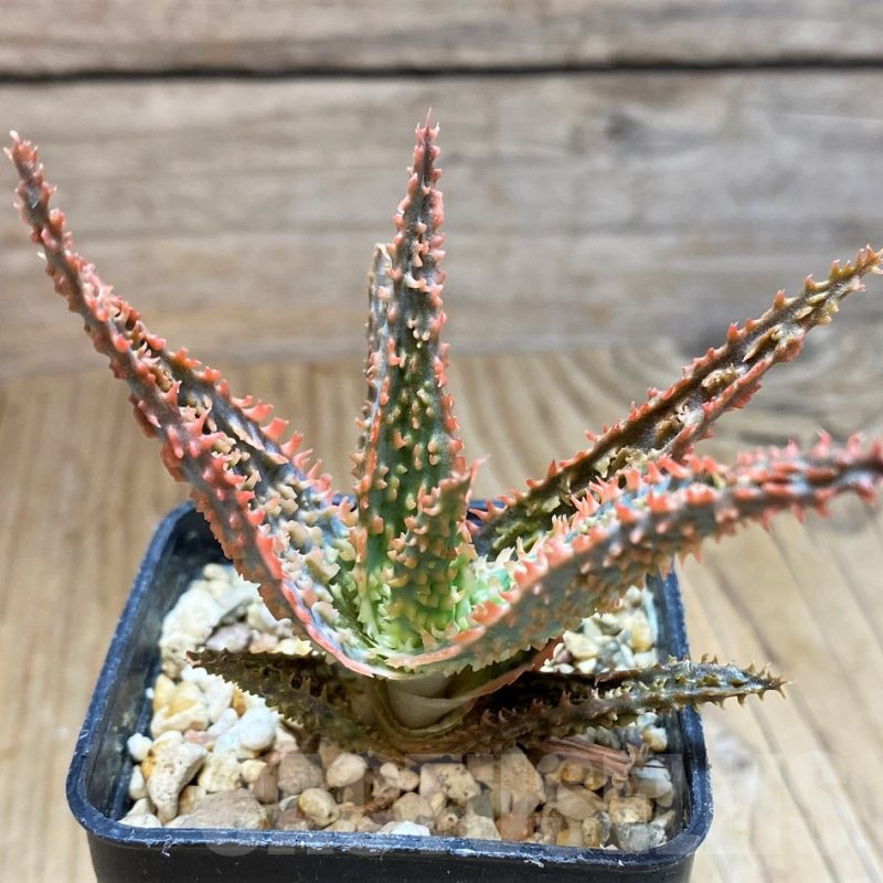 SH16566 Aloe TCT hybrid