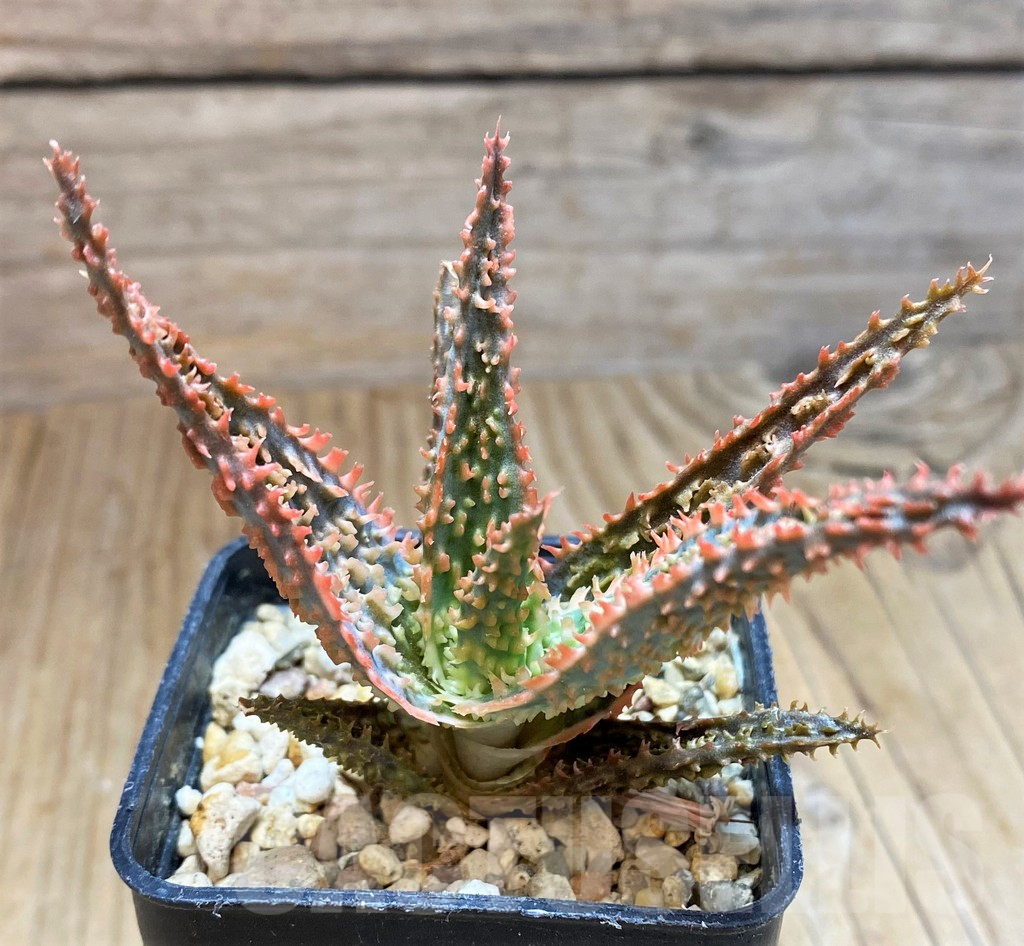 SH16566 Aloe TCT hybrid