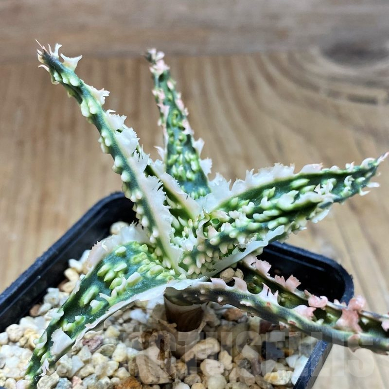 SH16567 Aloe TCT hybrid