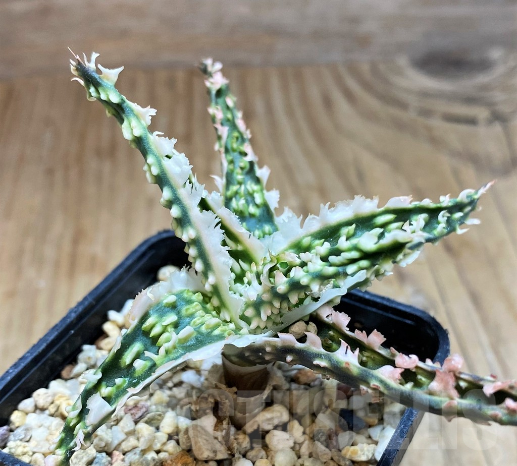 SH16567 Aloe TCT hybrid
