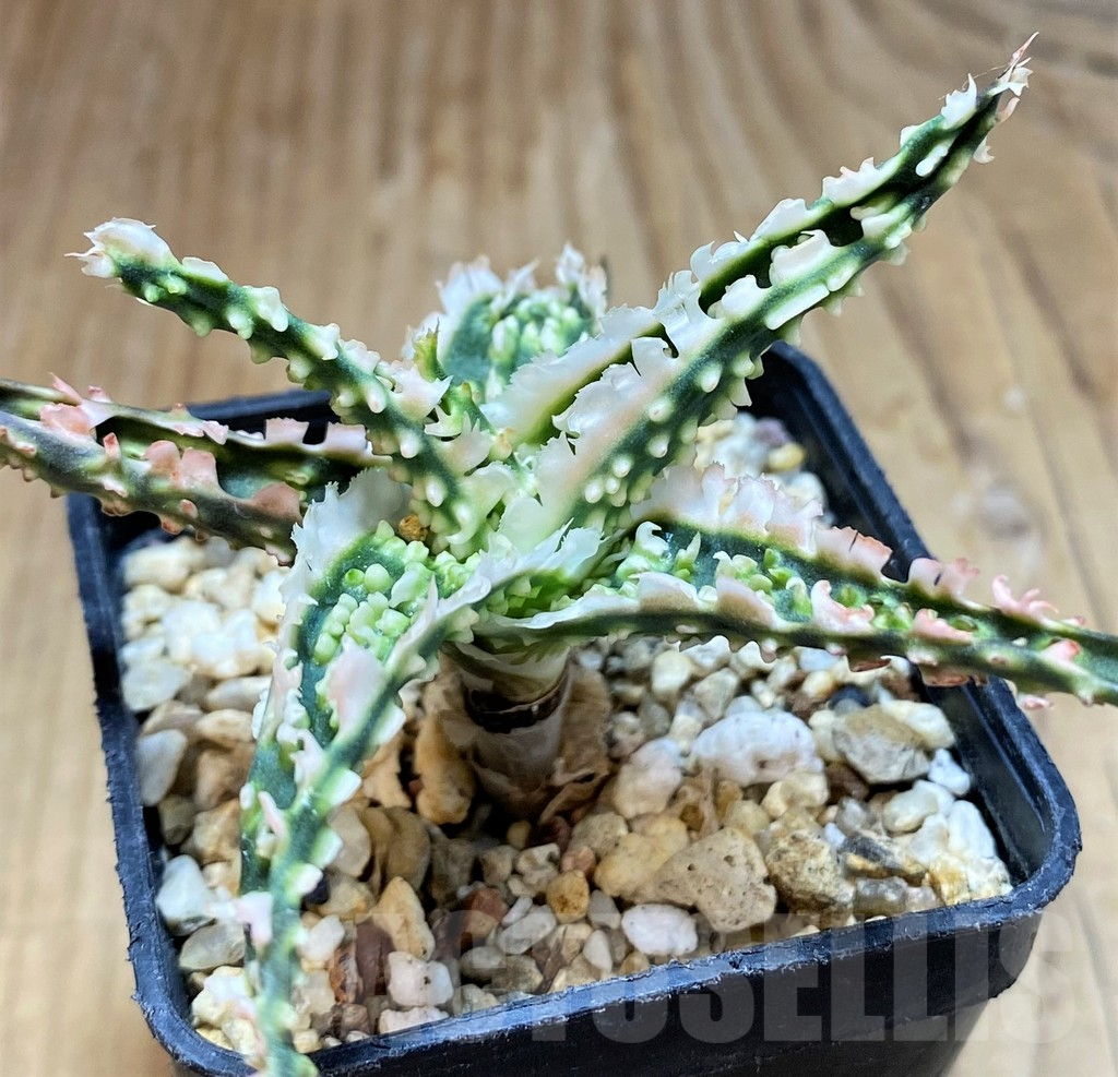 SH16567 Aloe TCT hybrid - Image 2