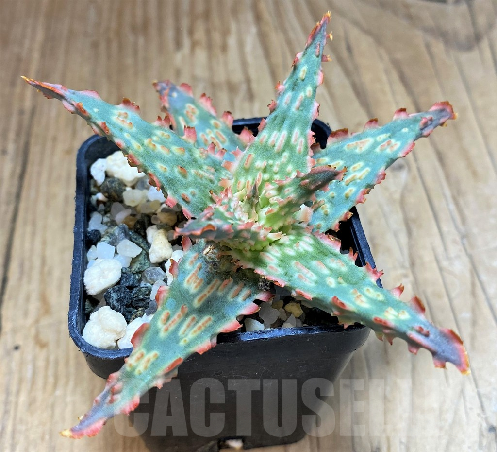 SH16568 Aloe TCT hybrid - Зображення 2