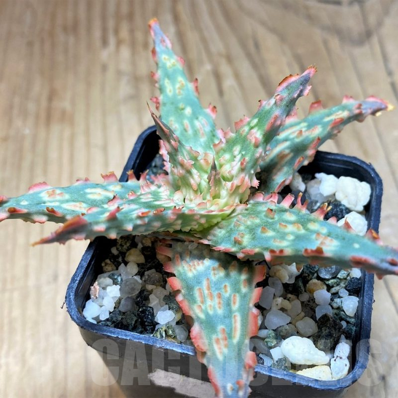 SH16568 Aloe TCT hybrid
