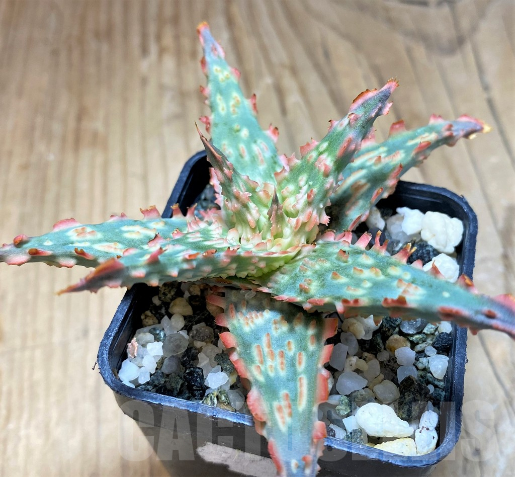SH16568 Aloe TCT hybrid