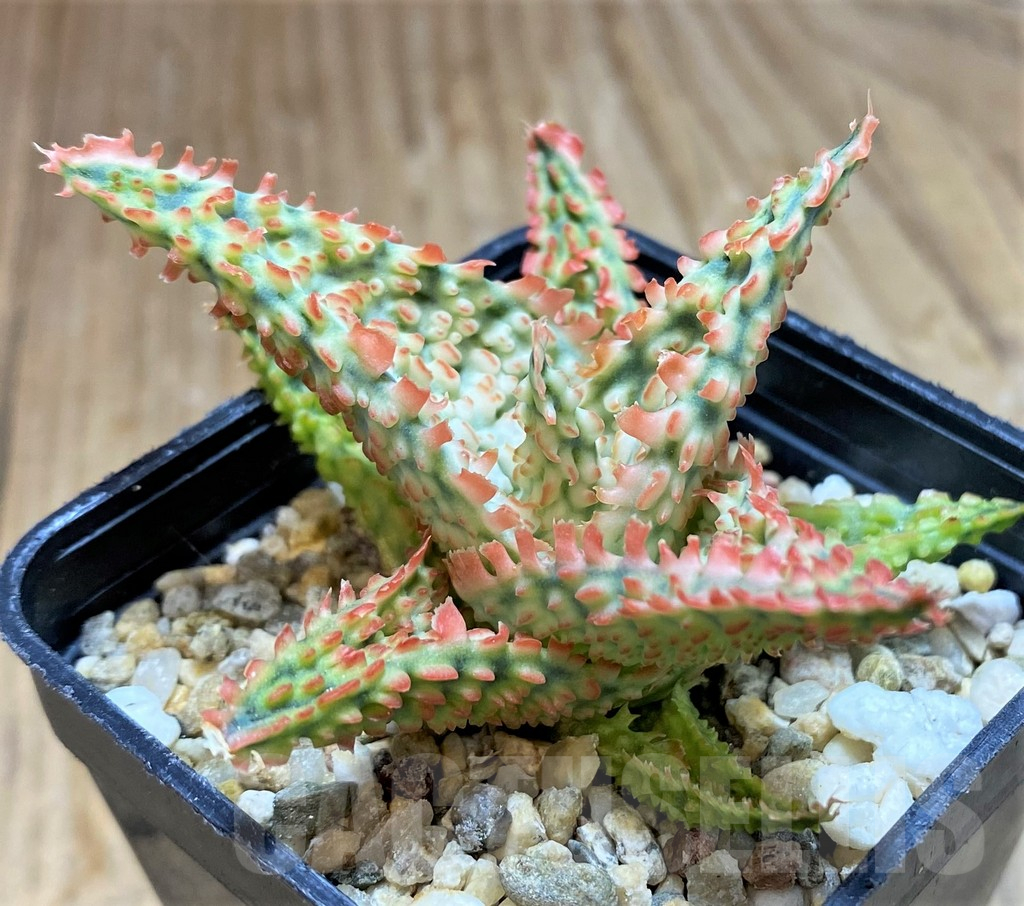 SH16569 Aloe TCT hybrid