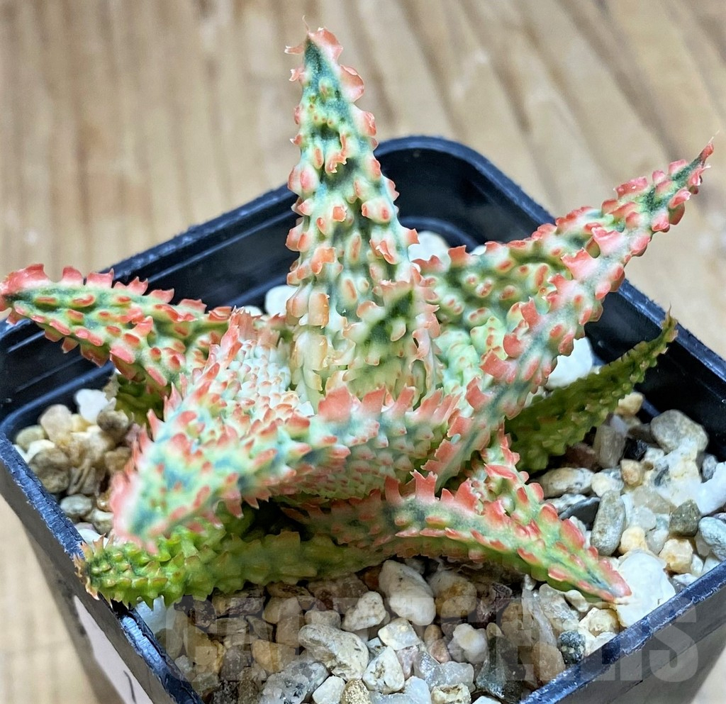SH16569 Aloe TCT hybrid - Image 2