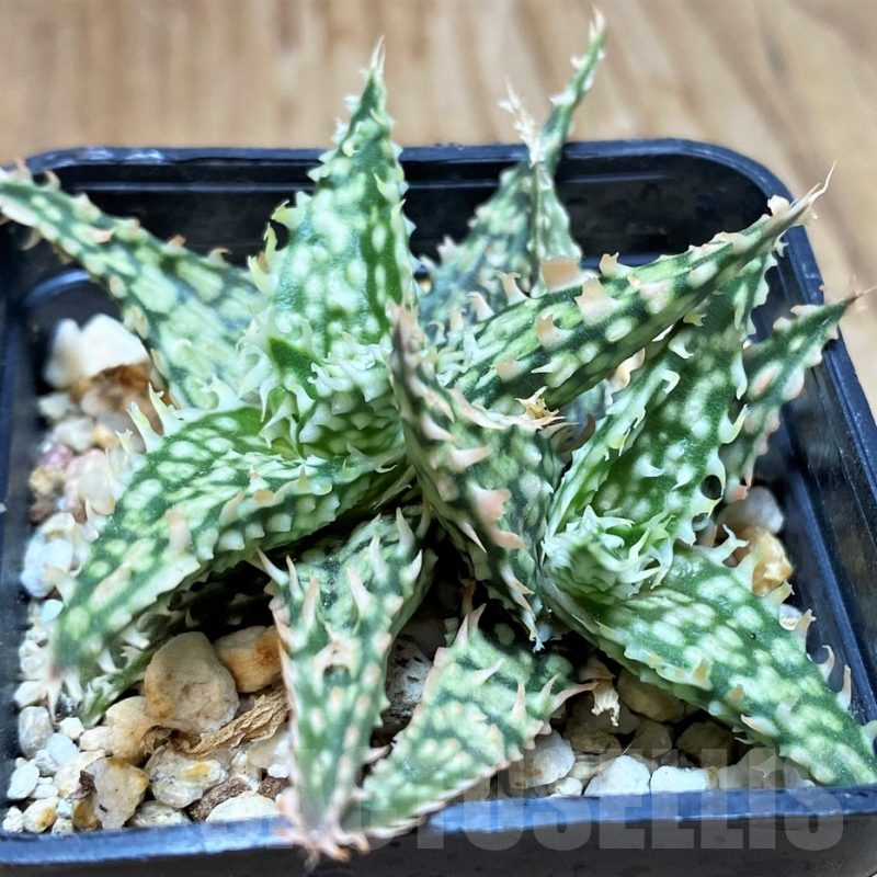 SH16570 Aloe TCT hybrid