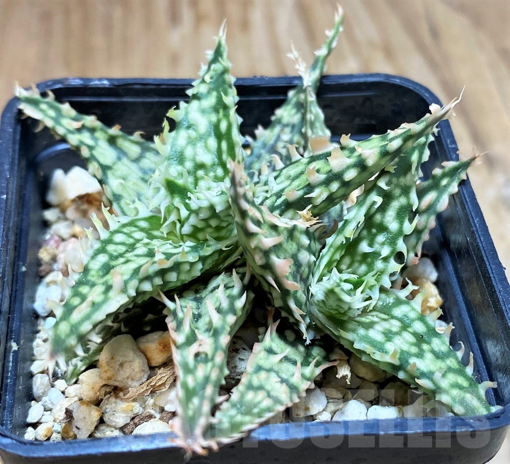 SH16570 Aloe TCT hybrid