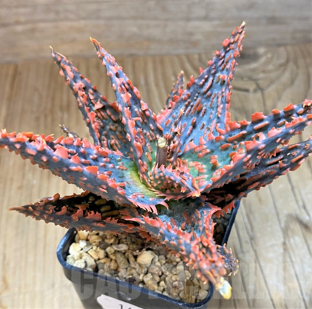SH16575 Aloe TCT hybrid - Image 2