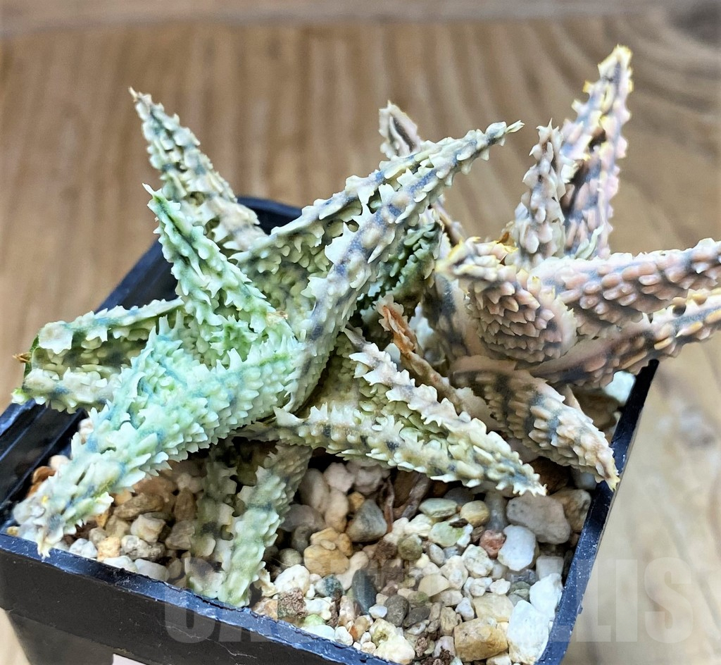 SH16551 Aloe TCT hybrid - Image 2