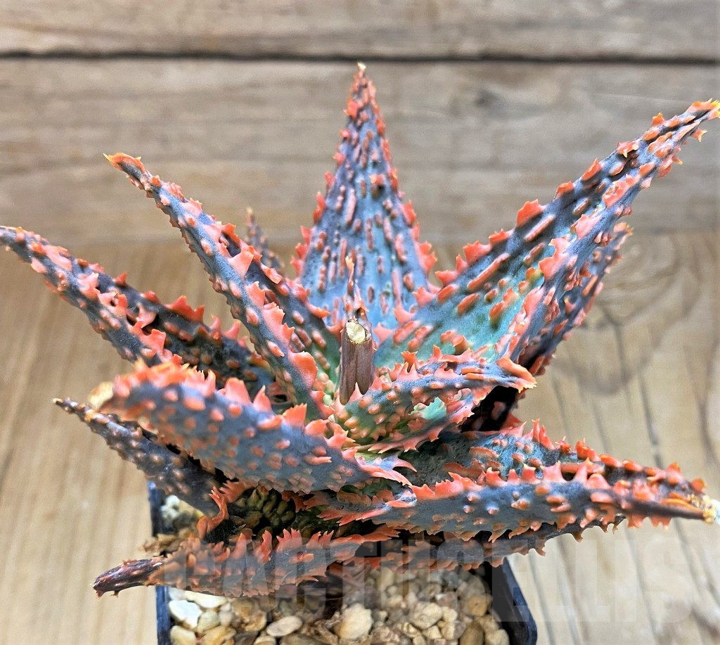 SH16575 Aloe TCT hybrid