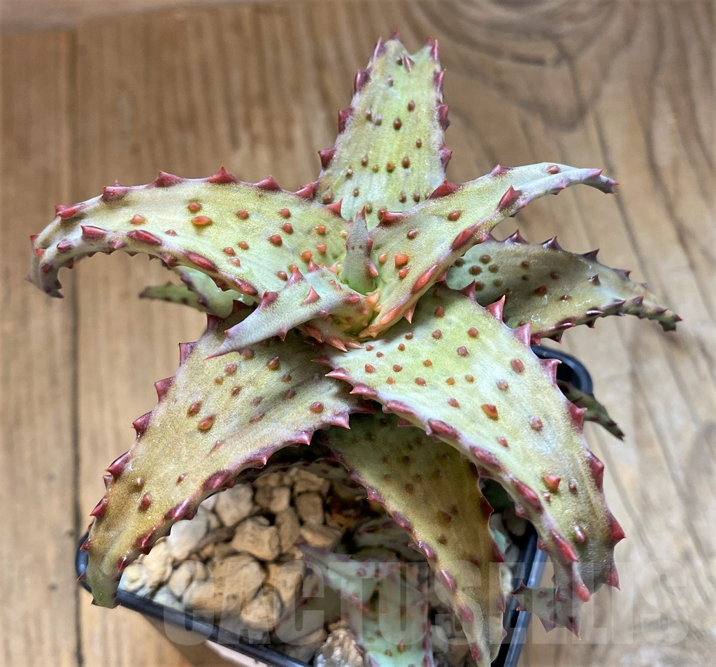 SH16576 Aloe castilloniae