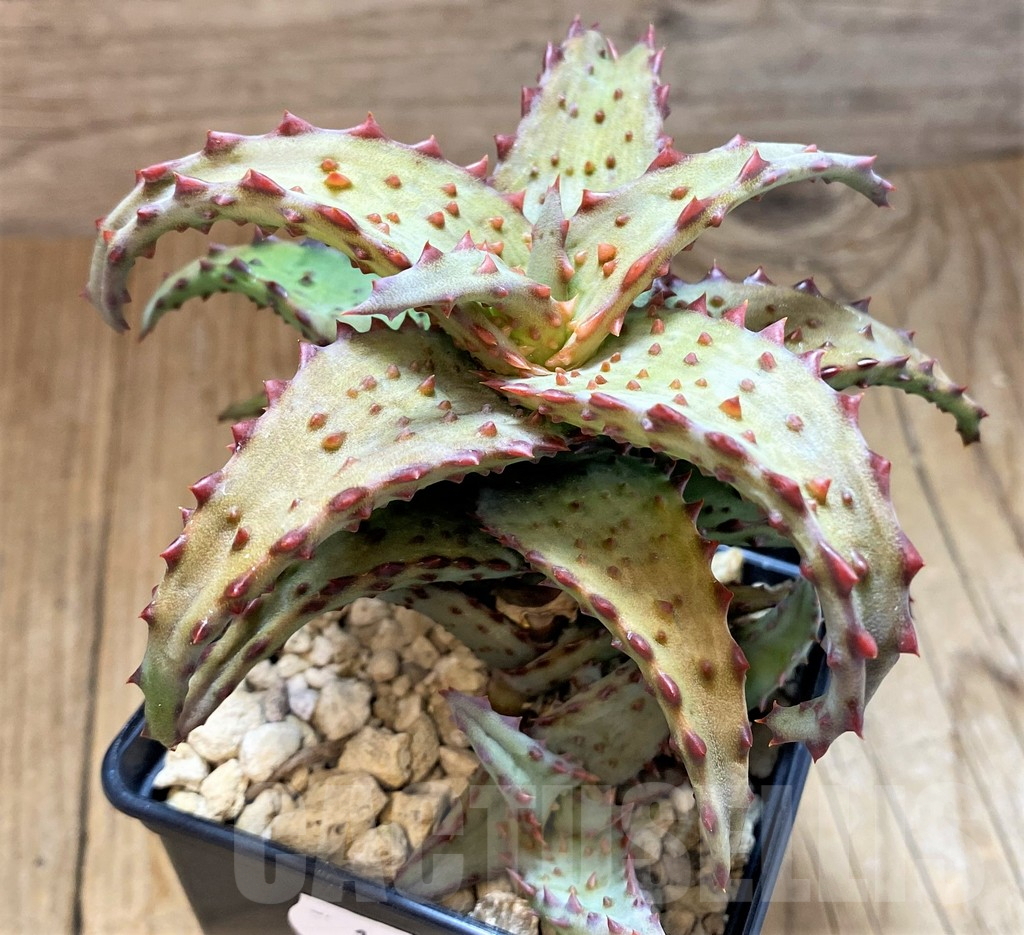 SH16576 Aloe castilloniae - Image 2