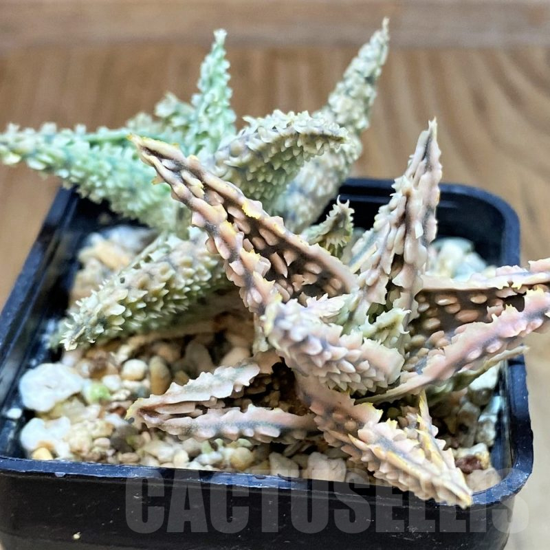 SH16551 Aloe TCT hybrid