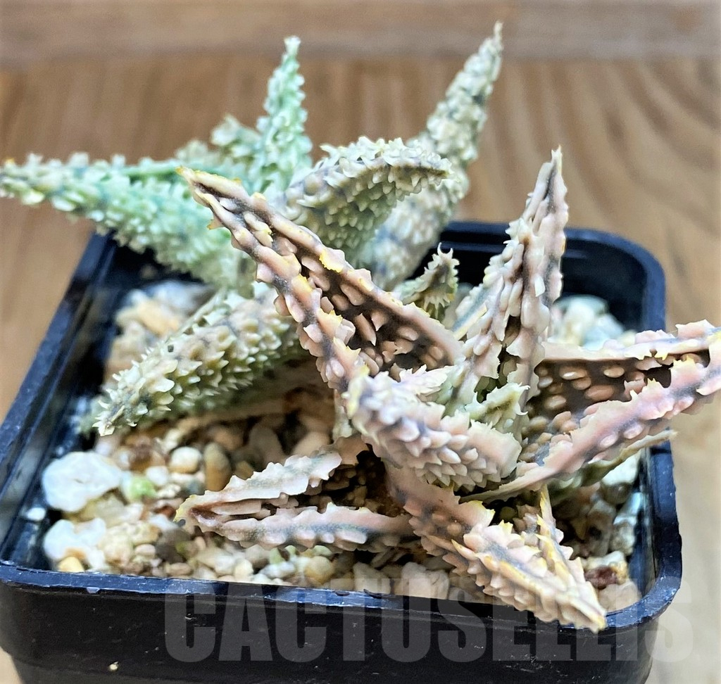 SH16551 Aloe TCT hybrid