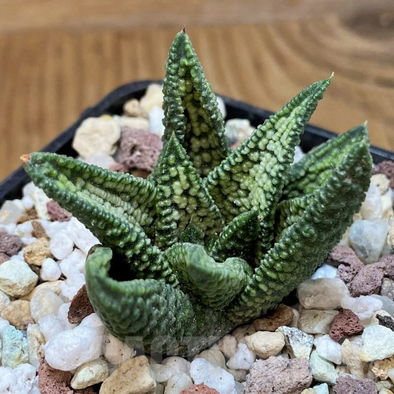 SH16582 Haworthia ‘Marble Queen’