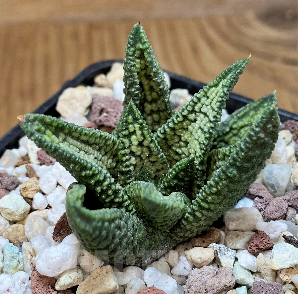 SH16582 Haworthia ‘Marble Queen’