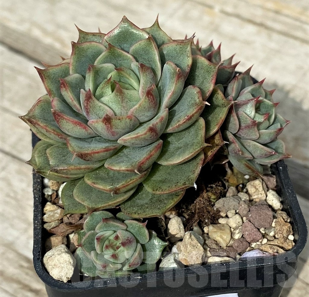 SH17890 Echeveria purpusorum hybrid