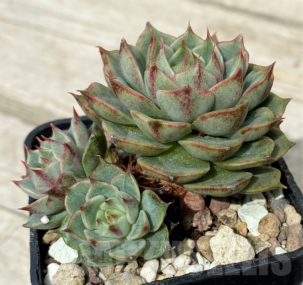 SH17890 Echeveria purpusorum hybrid - immagine 2