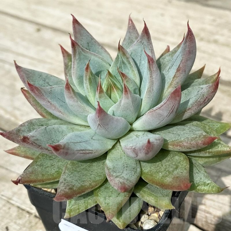 SH17893 Echeveria tolimanensis hybrid
