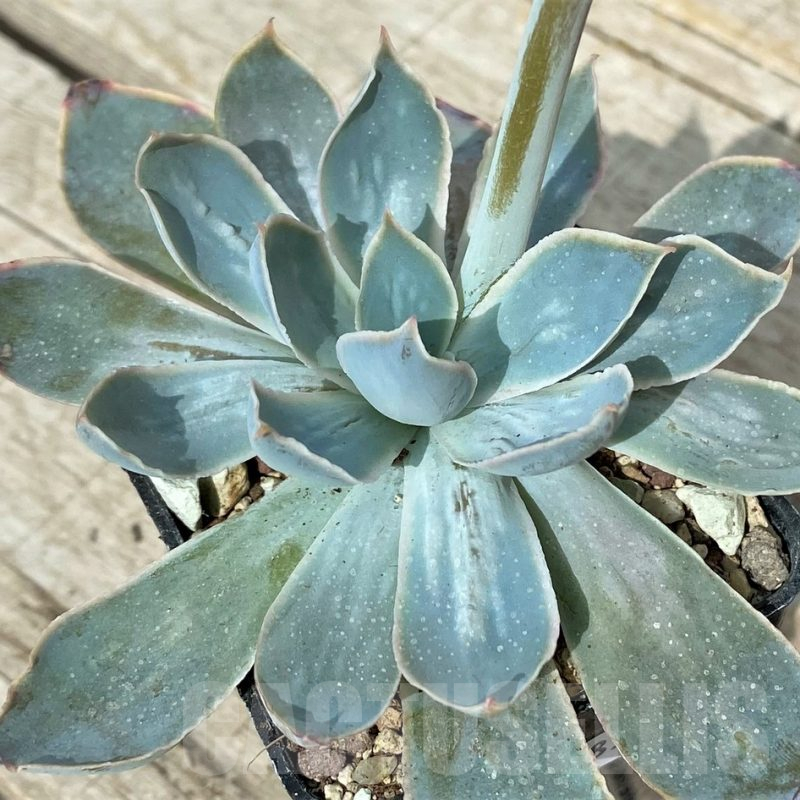 SH17894 Echeveria 'Blue Heron' x ?