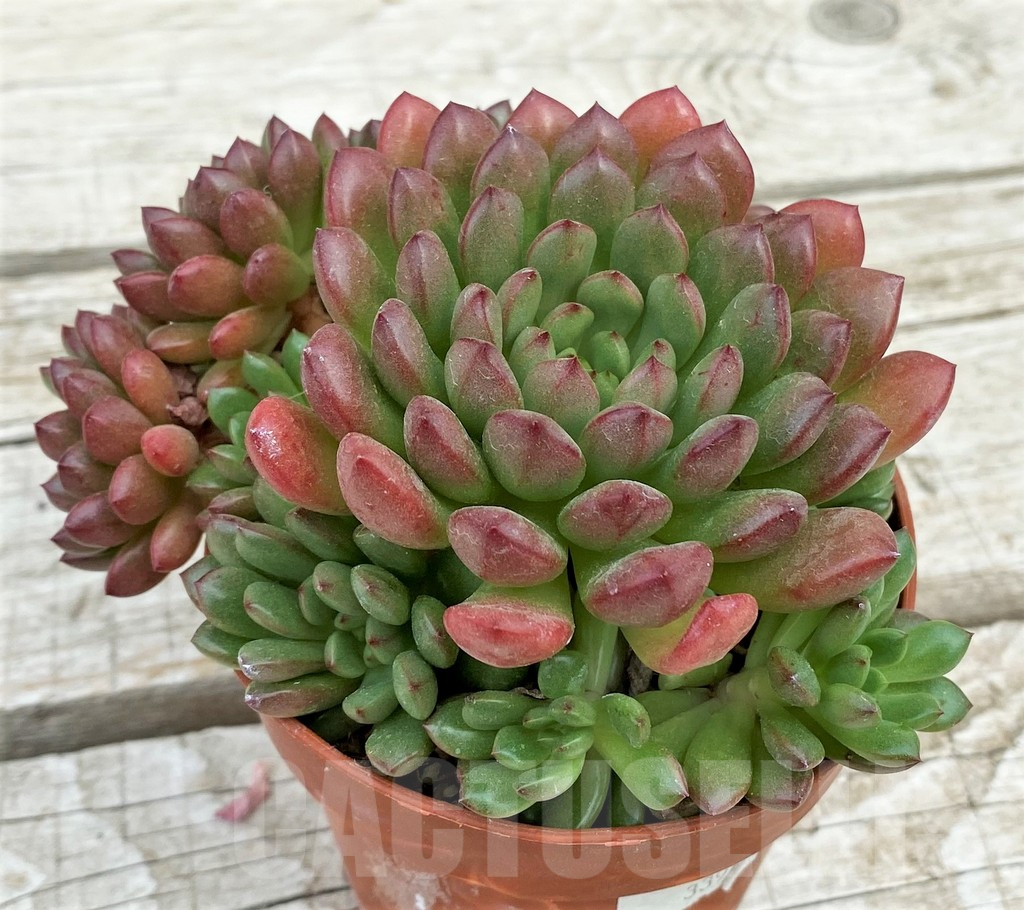 SH17860 Sedeveria 'Pink Ruby'