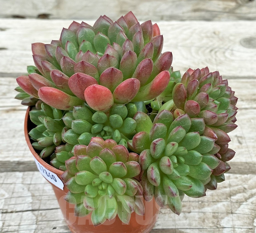 SH17860 Sedeveria 'Pink Ruby' - immagine 2