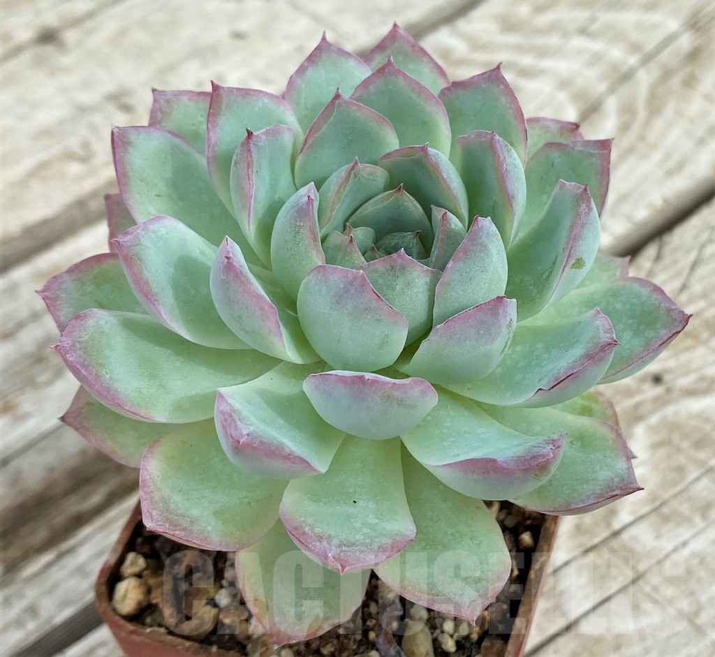 SH17865 Echeveria ‘Strawberry Ice’ - immagine 2