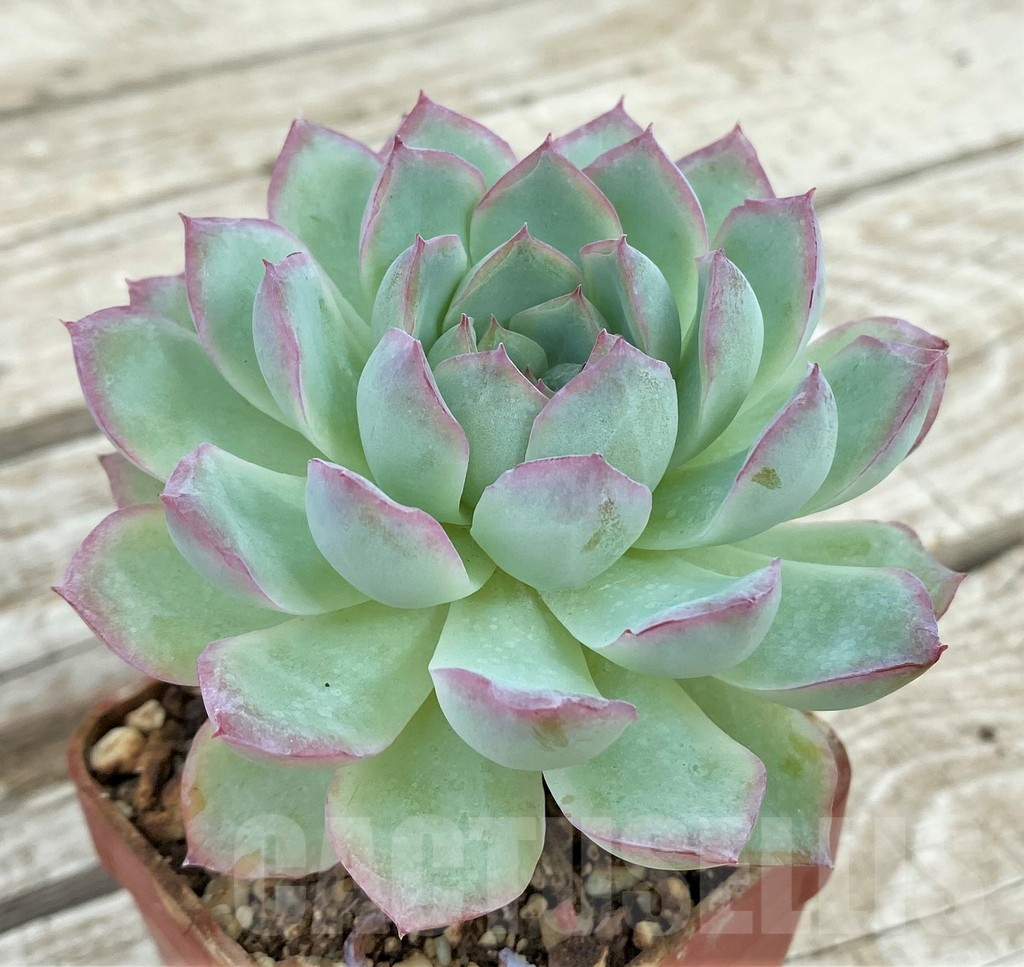 SH17865 Echeveria ‘Strawberry Ice’