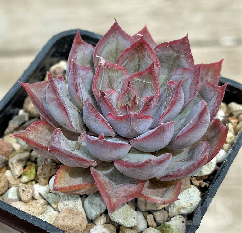 SH17866 Echeveria ‘Dark Ice’