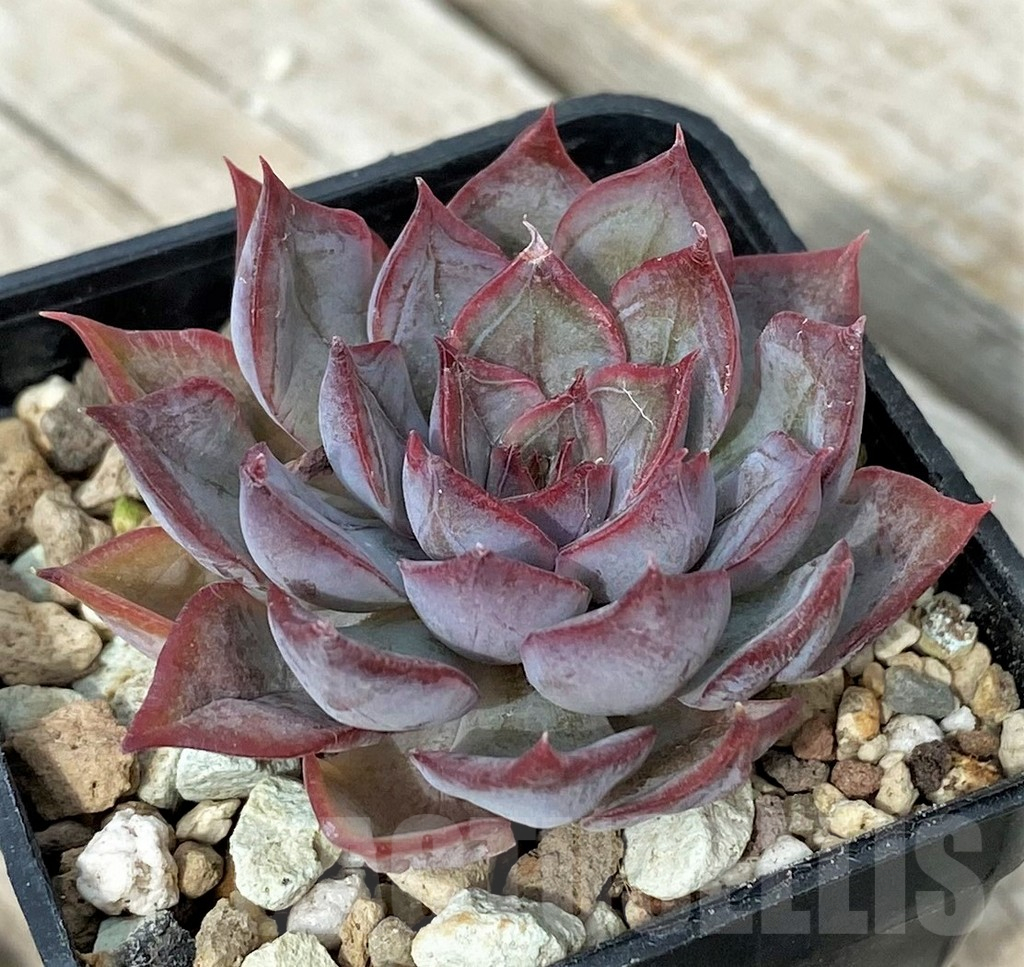 SH17866 Echeveria ‘Dark Ice’ - Image 2