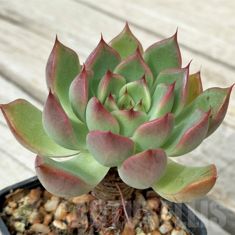 SH17869 Echeveria hybrid